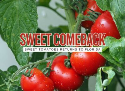 Sweet Tomatoes Is Back: Fort Myers Chosen for Rare National Comeback